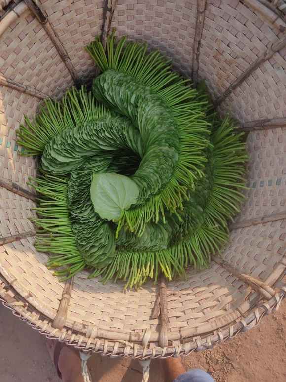 Consumption of betel leaves and areca&nbsp;nut