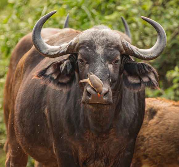 The yak and&nbsp;buffalo
