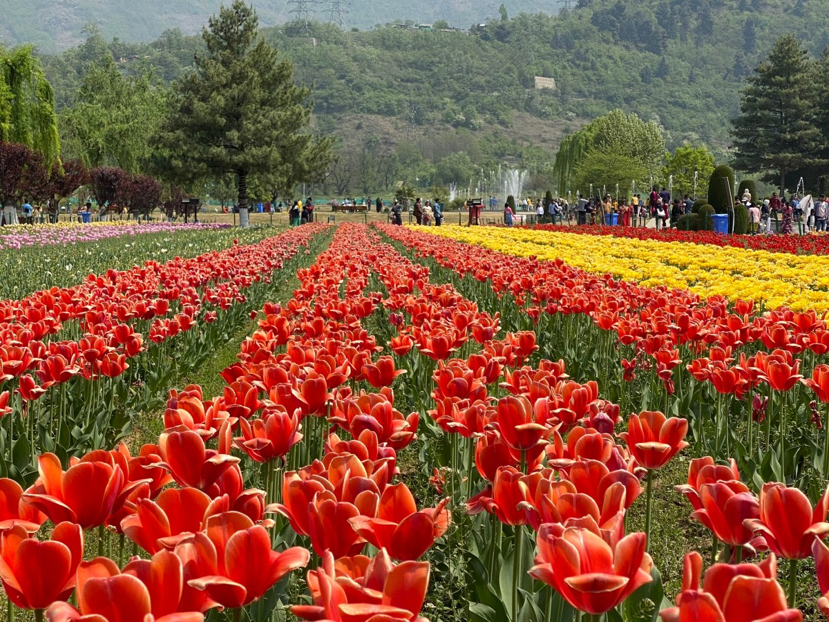 The Tulip bloom in&nbsp;Kashmir
